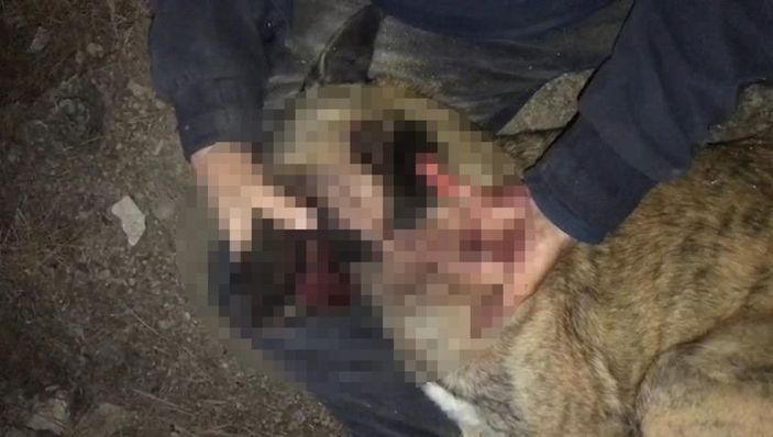 Hayvanseverler, besledikleri köpeklerden birini daha yaralı buldu -3