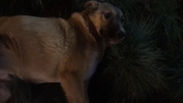 Hayvanseverler, besledikleri köpeklerden birini daha yaralı buldu -5