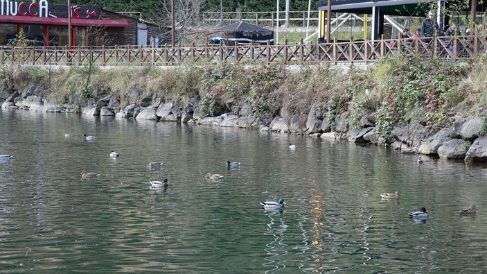 Uzungöl'de balık ölümleri tedirginliği -8
