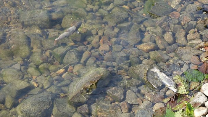 Uzungöl'de balık ölümleri tedirginliği -3