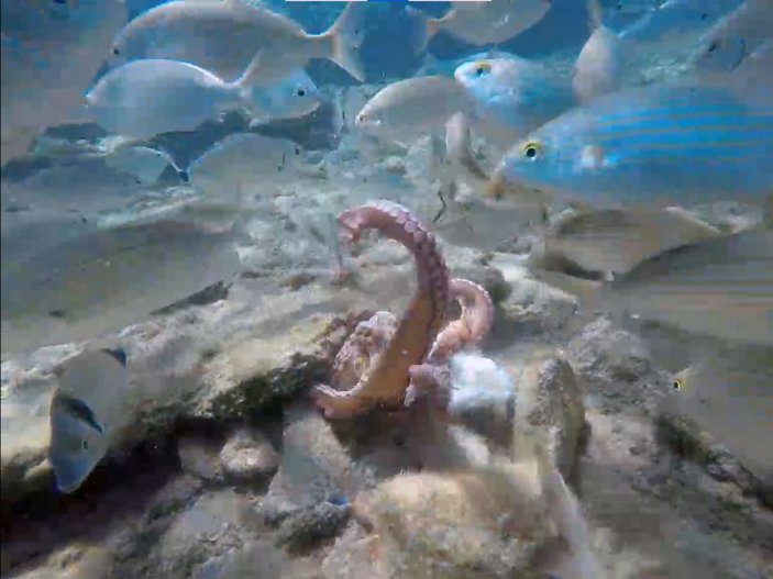 Muğla'da ahtapotun balıklarla ekmek kavgası