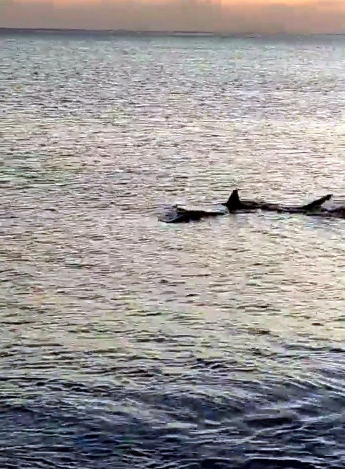 Muğla'da kıyıya 3 metre mesafede köpek balıkları görüntülendi -3