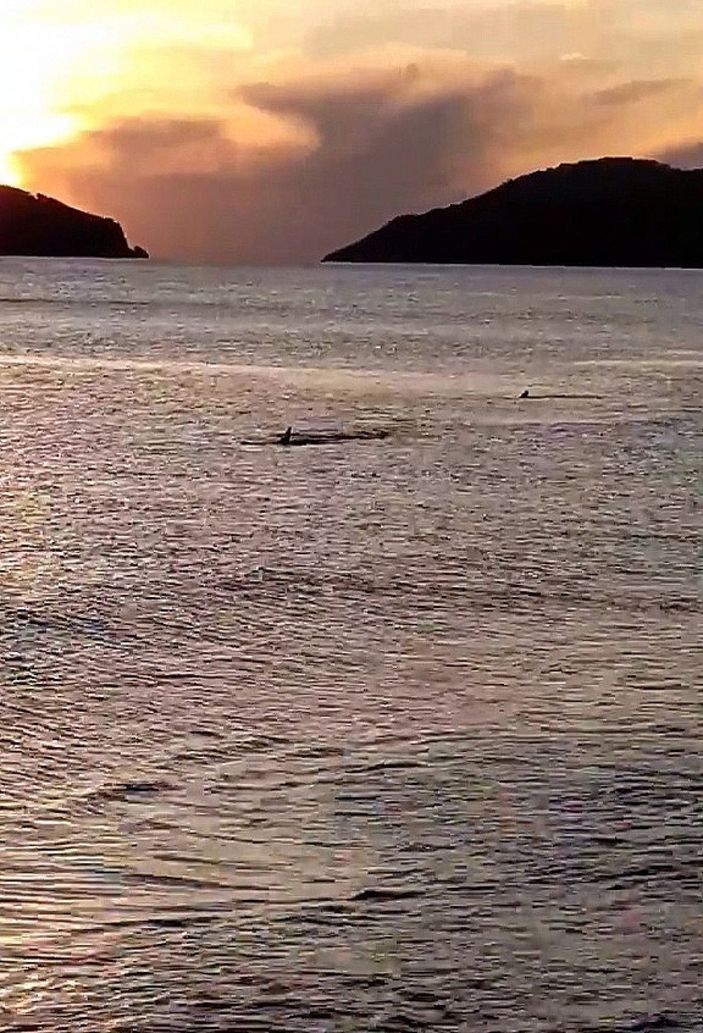 Muğla'da kıyıya 3 metre mesafede köpek balıkları görüntülendi -1