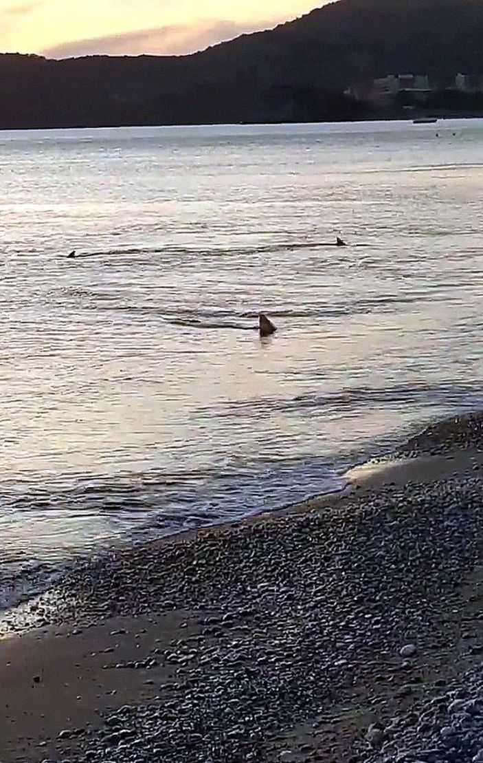 Muğla'da kıyıya 3 metre mesafede köpek balıkları görüntülendi -2