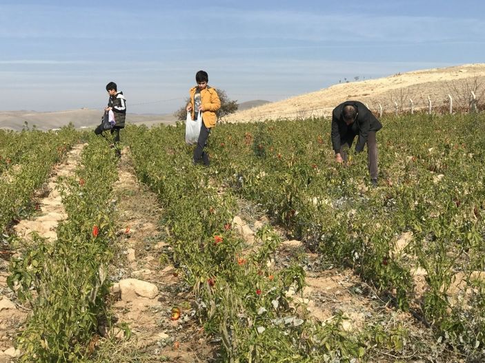 Marketlerdeki fiyata kızdı, 20 dönümlük sebze tarlasını vatandaşlara ücretsiz açtı -2