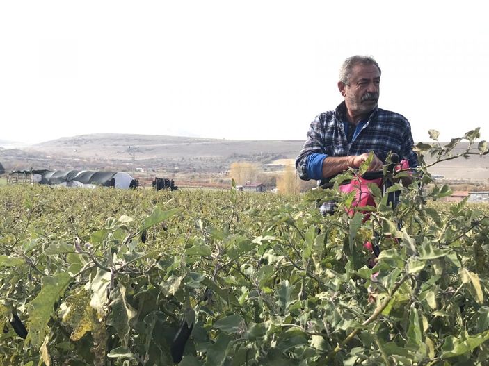Marketlerdeki fiyata kızdı, 20 dönümlük sebze tarlasını vatandaşlara ücretsiz açtı -7