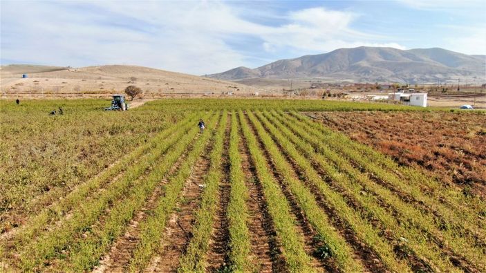 Marketlerdeki fiyata kızdı, 20 dönümlük sebze tarlasını vatandaşlara ücretsiz açtı -3