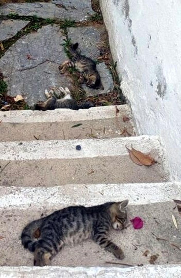Bodrum'da kedi ölümleriyle ilgili suç duyurusu -4