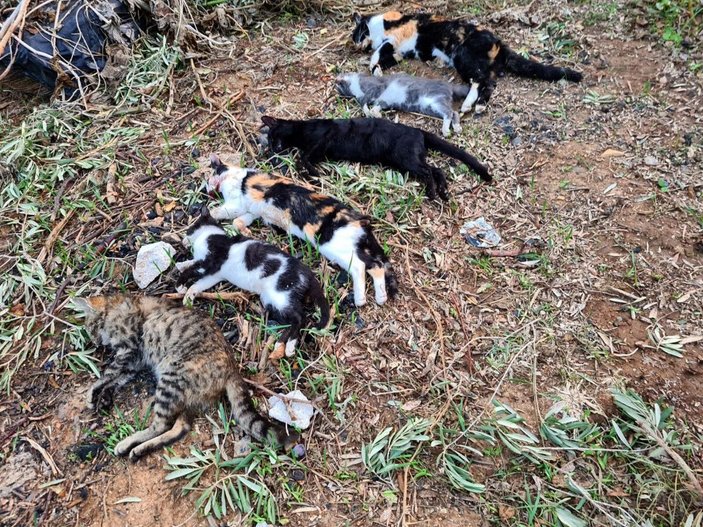 Bodrum'da kedi ölümleriyle ilgili suç duyurusu -2