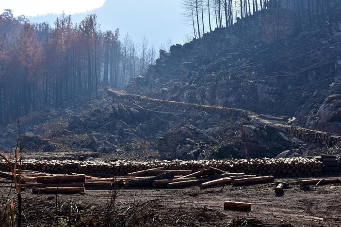 Marmaris'te, 3 ayda yangında zarar gören 1500 hektar alandaki ağaçlar kesildi -1
