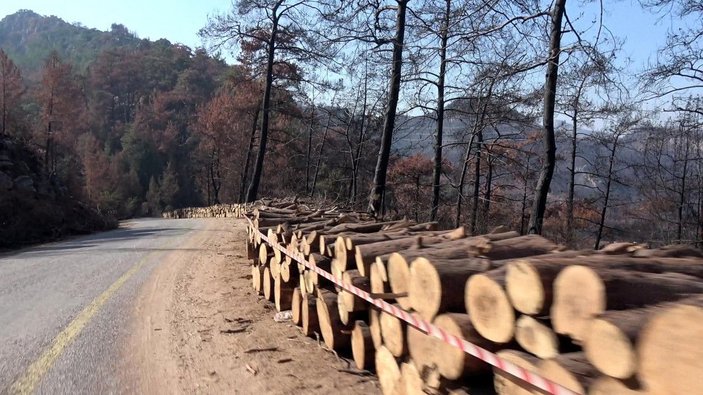 Marmaris'te, 3 ayda yangında zarar gören 1500 hektar alandaki ağaçlar kesildi -8
