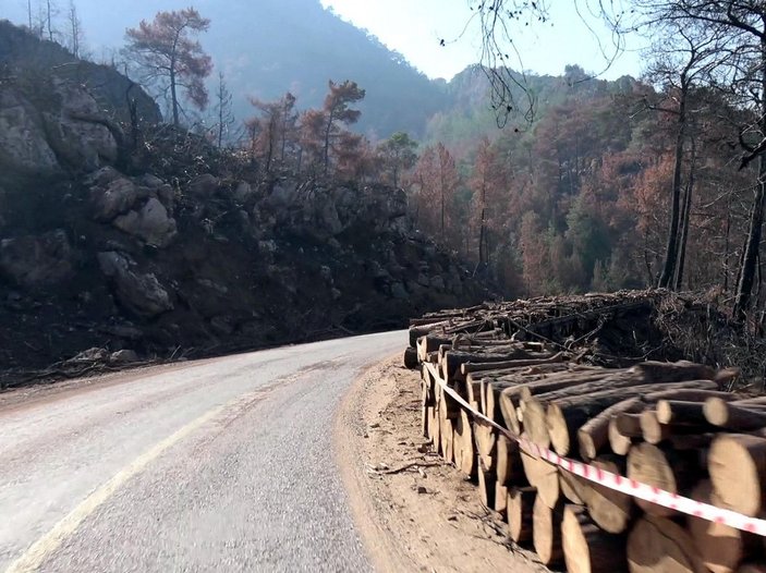 Marmaris'te, 3 ayda yangında zarar gören 1500 hektar alandaki ağaçlar kesildi -10
