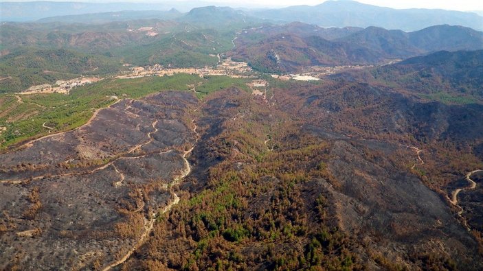 Marmaris'te, 3 ayda yangında zarar gören 1500 hektar alandaki ağaçlar kesildi -4