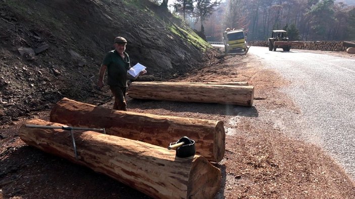 Marmaris'te, 3 ayda yangında zarar gören 1500 hektar alandaki ağaçlar kesildi -7