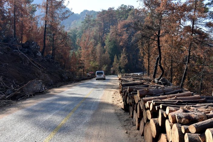 Marmaris'te, 3 ayda yangında zarar gören 1500 hektar alandaki ağaçlar kesildi -3