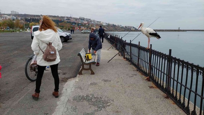 Tekirdağ'da göçmeyi unutan leylek, vatandaşlarını ilgi odağı oldu