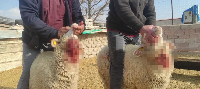 Ağıla giren kurtlar, 15 koyunu parçaladı -1