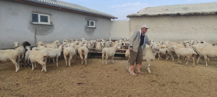 Ağıla giren kurtlar, 15 koyunu parçaladı -4