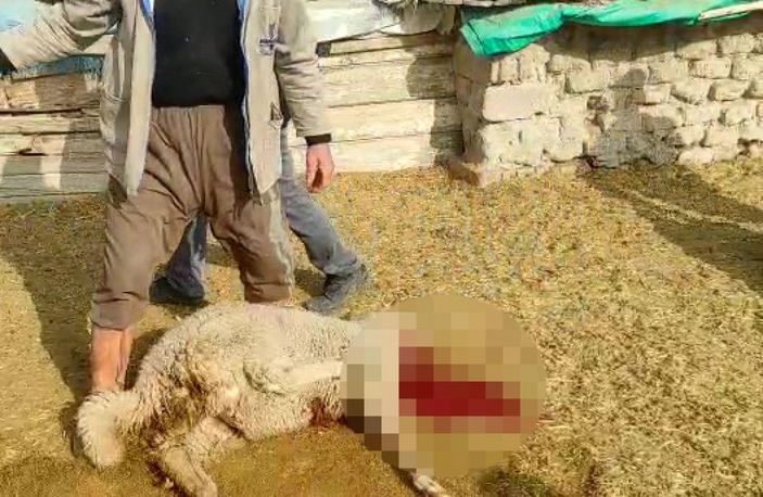 Ağıla giren kurtlar, 15 koyunu parçaladı -2