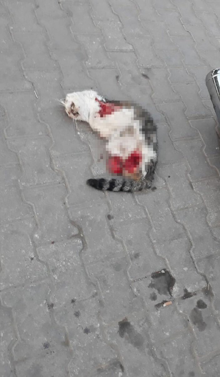 Turgutlu'da yine 4 bacağı da kesik kedi ölüsü bulundu -1