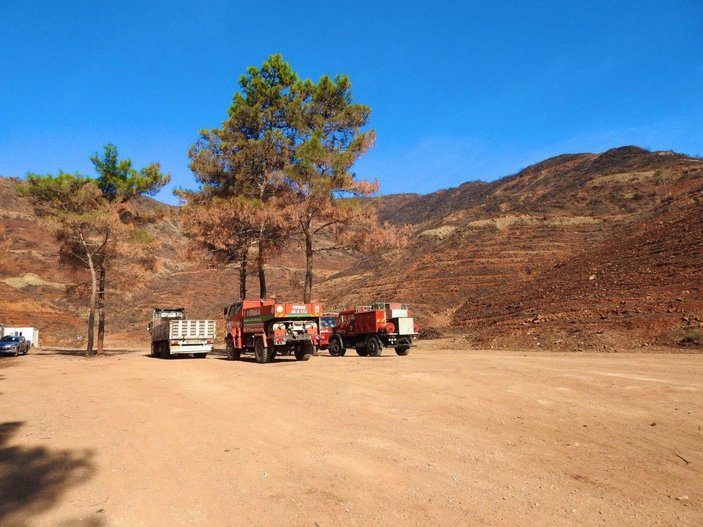 Muğla'da yanan orman yeniden yeşeriyor -1