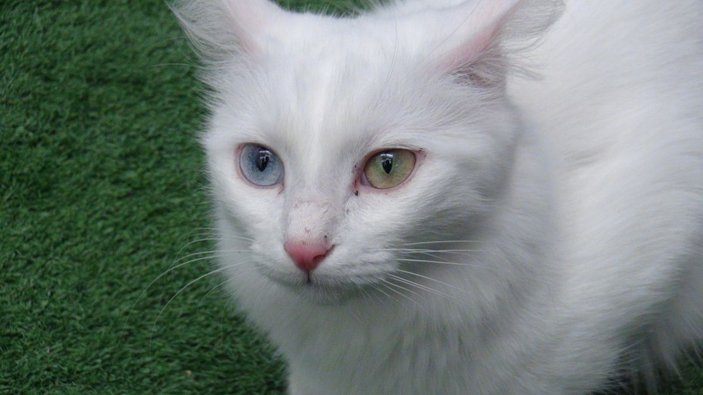 Van kedisi dünyanın en güzel kedileri arasında yerini aldı -1