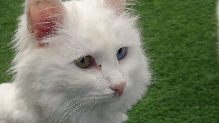Van kedisi dünyanın en güzel kedileri arasında yerini aldı -5