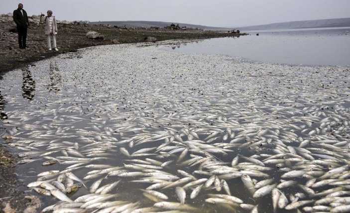Hacıhıdır Barajı Gölü'nde balık ölümlerine inceleme -6