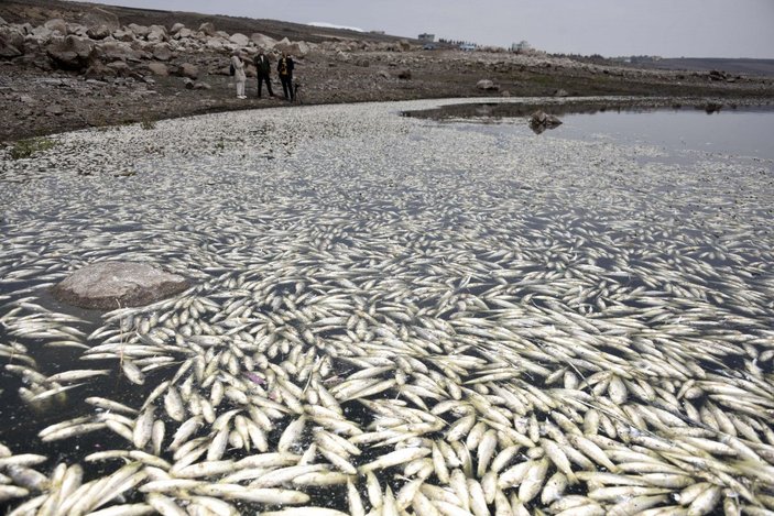 Hacıhıdır Barajı Gölü'nde balık ölümlerine inceleme -3