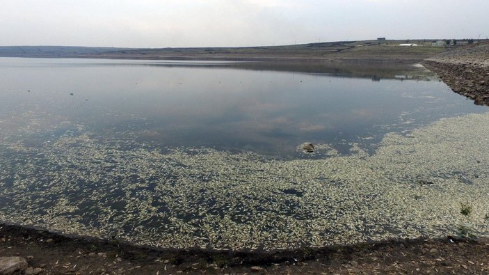 Hacıhıdır Barajı Gölü'nde balık ölümlerine inceleme -10