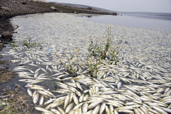 Hacıhıdır Barajı Gölü'nde balık ölümlerine inceleme -4