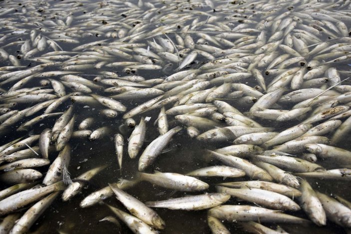 Hacıhıdır Barajı Gölü'nde balık ölümlerine inceleme -7