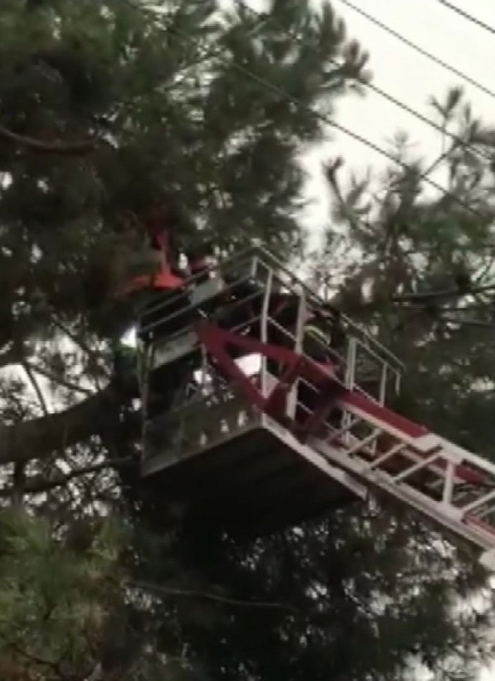 Mersin'de kozalak toplamak için çıktığı ağaçta elektrik akımına kapıldı