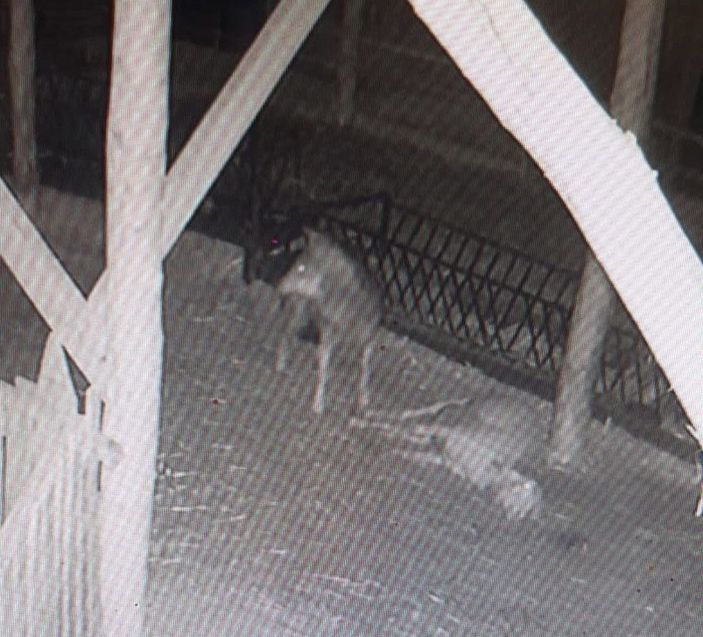 Mahalleye inen kurtlar 2 koyunu öldürdü; o anlar kamerada -2