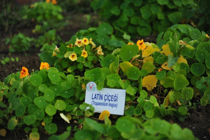 Yalova'da 81 ilden 236 aromatik bitki, tek bahçede yetiştiriliyor