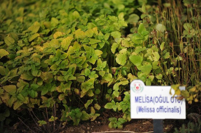 Yalova'da 81 ilden 236 aromatik bitki, tek bahçede yetiştiriliyor
