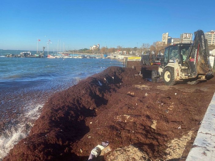 Kadıköy'de sahili yine kırmızı yosun sardı -8