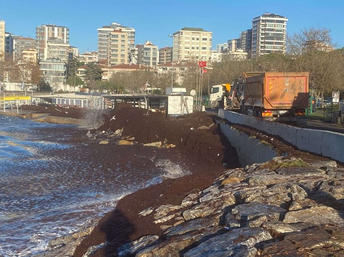 Kadıköy'de sahili yine kırmızı yosun sardı -1