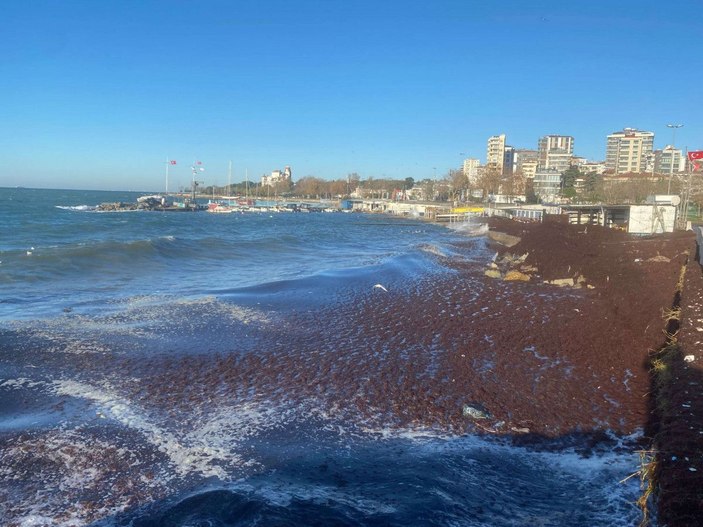 Kadıköy'de sahili yine kırmızı yosun sardı -5