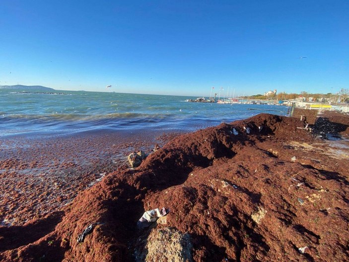 Kadıköy'de sahili yine kırmızı yosun sardı -3