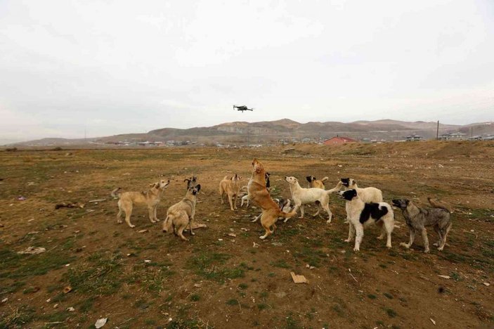 Van'da köpekler drone'un peşine takıldı