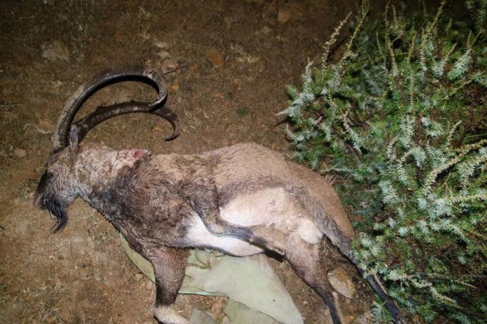 Tunceli'de dağ keçisi avına 126 bin TL ceza -5