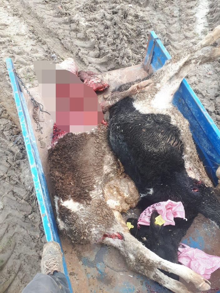 Tekirdağ'da aç kalan kurtlar ahıra girdi; 2 hayvan öldü -1
