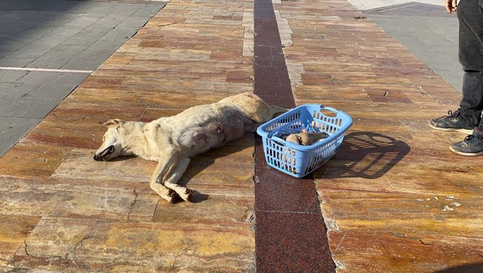 Köpeğin tüfekle öldürülmesine tepki gösterdi -5