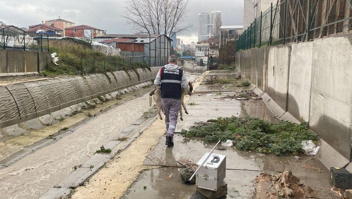 Ataşehir'de dereye düşen 6 köpeği kurtarma operasyonu -6