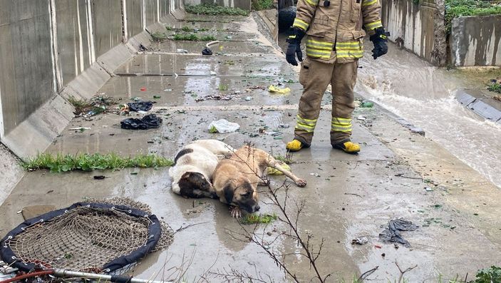 Ataşehir'de dereye düşen 6 köpeği kurtarma operasyonu -7