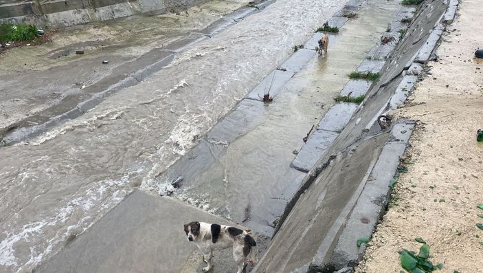 Ataşehir'de dereye düşen 6 köpeği kurtarma operasyonu -9