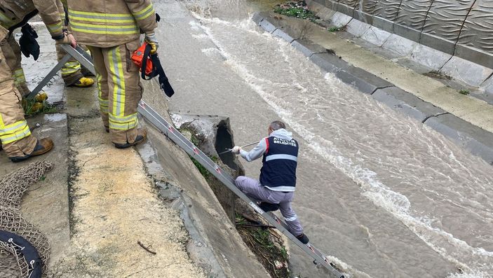 d Ataşehir'de dereye düşen 6 köpeği kurtarma operasyonu -10