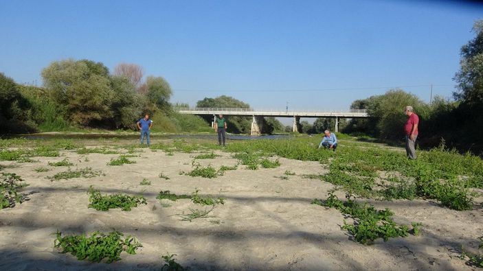 Kuruyan Büyük Menderes Nehri eski günlerine döndü -5