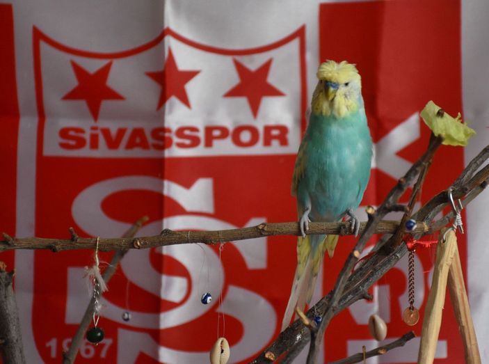 Yiğido adlı muhabbet kuşundan Muslera'ya 'geçmiş olsun' mesajı